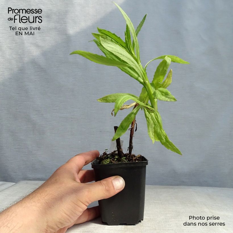 Example of Helenium Flammendes Katchen - Hélénie Godet de 8/9 cm as you get in printemps