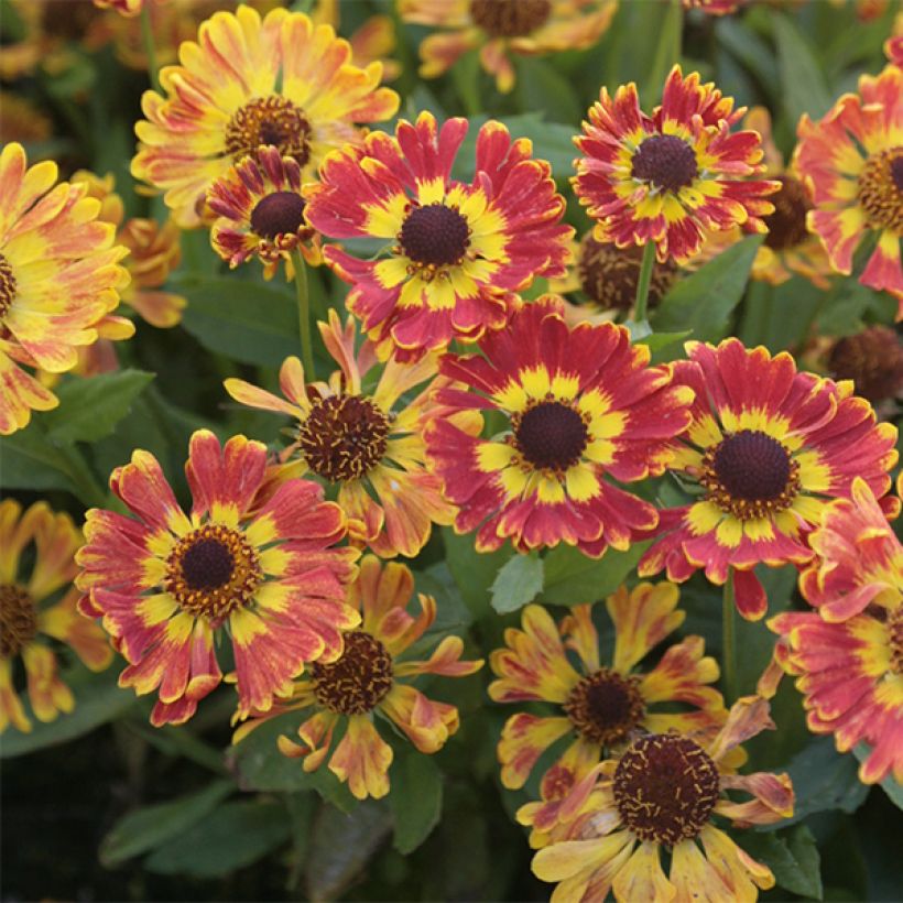 Helenium Fuego - Hélénie d'automne multicolore (Flowering)