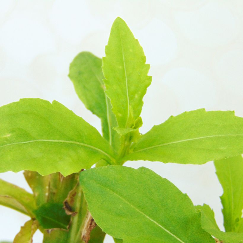 Helenium Fuego - Hélénie d'automne multicolore (Foliage)