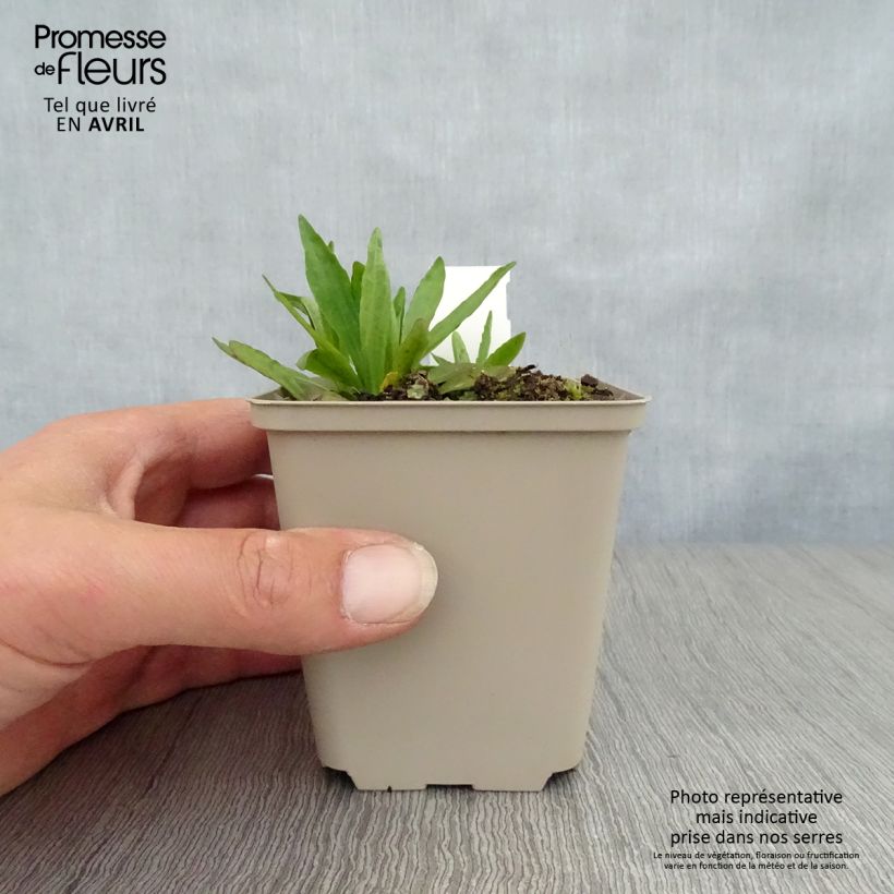 Example of Helenium Fuego - Hélénie d'automne multicolore Godet de 8/9 cm as you get in printemps