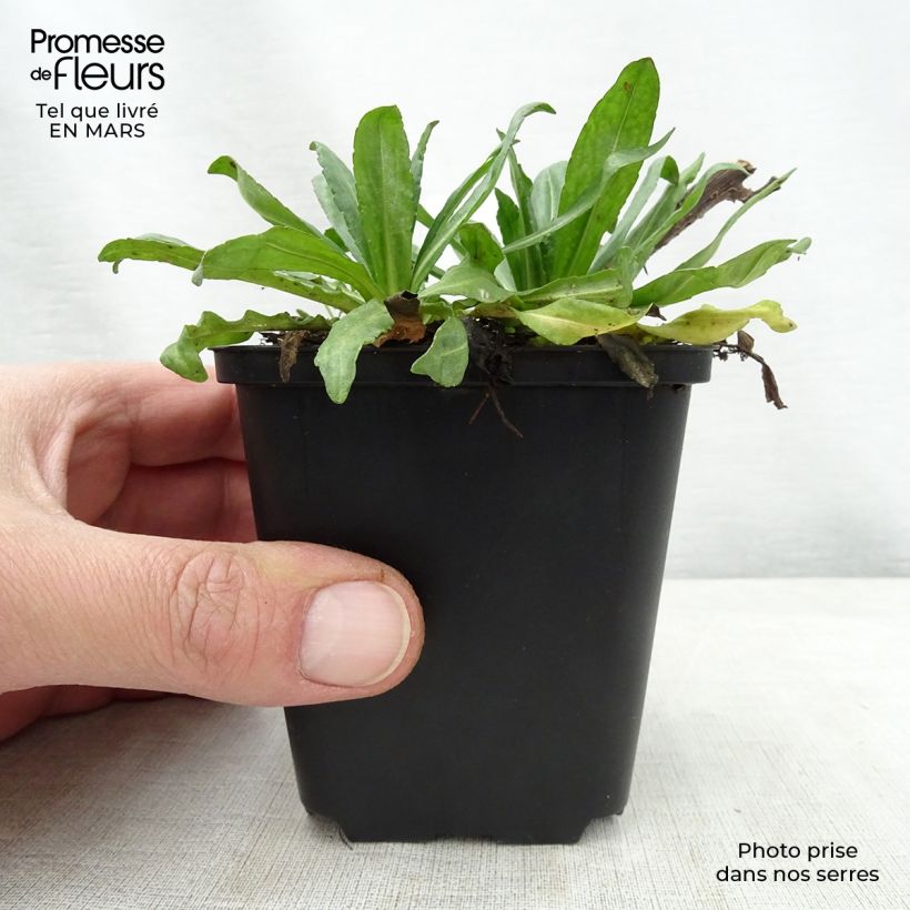 Example of Helenium Kugelsonne - Hélénie Godet de 8/9 cm as you get in printemps