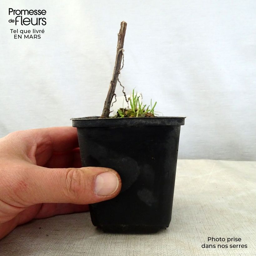 Example of Helenium Loysder Wieck - Hélénie jaune à revers rouge-brun Godet de 8/9 cm as you get in printemps