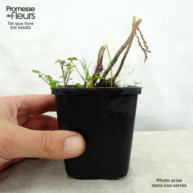 Example of Hélénium Mardi Gras - Hélénie orange et vermillon Godet de 8/9 cm as you get in printemps