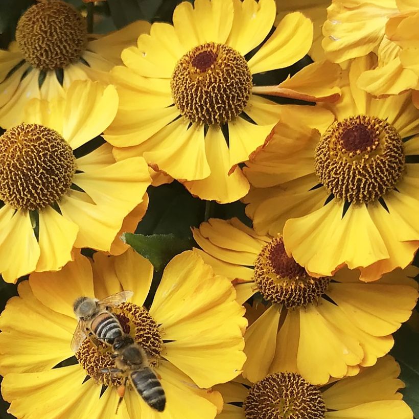 Helenium Okra Sundae - Hélénie (Flowering)
