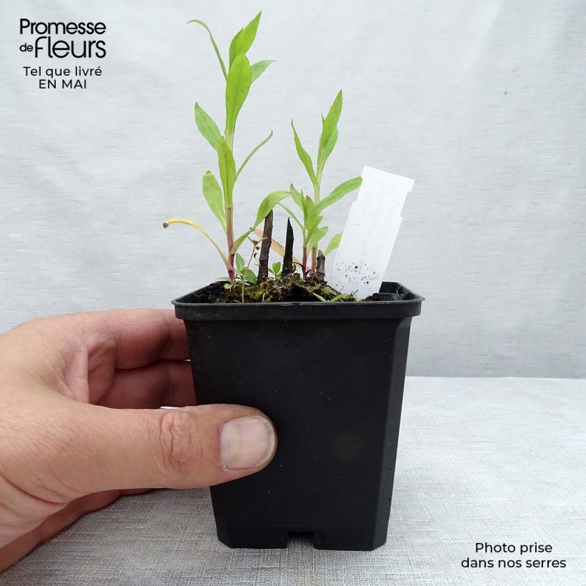 Example of Helenium Potter's Wheel - Hélénie Godet de 8/9 cm as you get in printemps