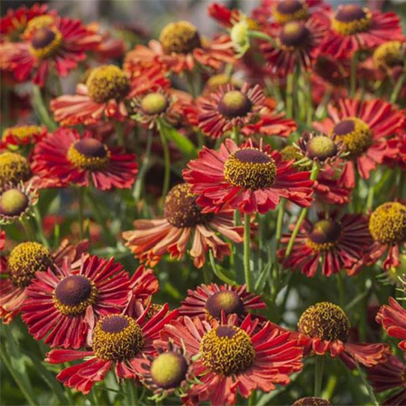 Helenium Ranchera - Hélénie rouge foncé. (Flowering)