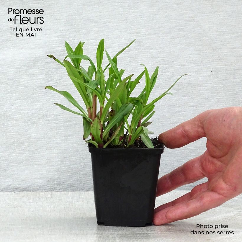 Example of Helenium Ranchera - Hélénie rouge foncé. Godet de 8/9 cm as you get in printemps