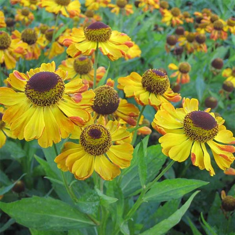 Helenium Rauchtopas - Hélénie (Flowering)