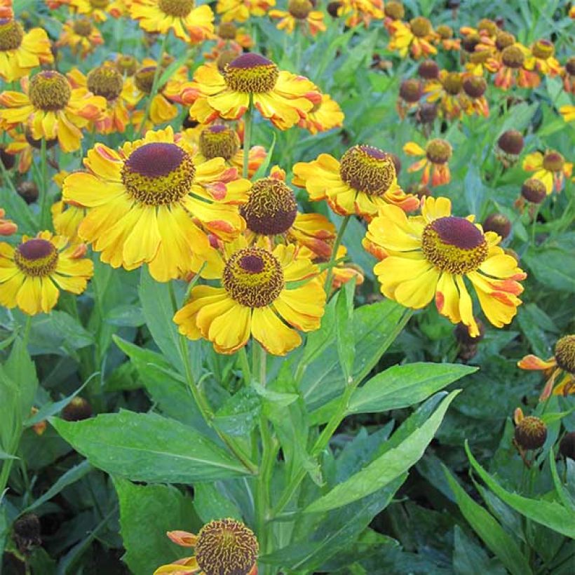 Helenium Rauchtopas - Hélénie (Plant habit)
