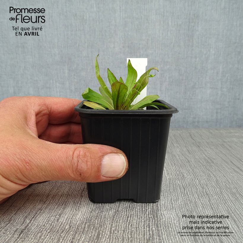 Example of Helenium Rauchtopas - Hélénie Godet de 8/9 cm as you get in printemps