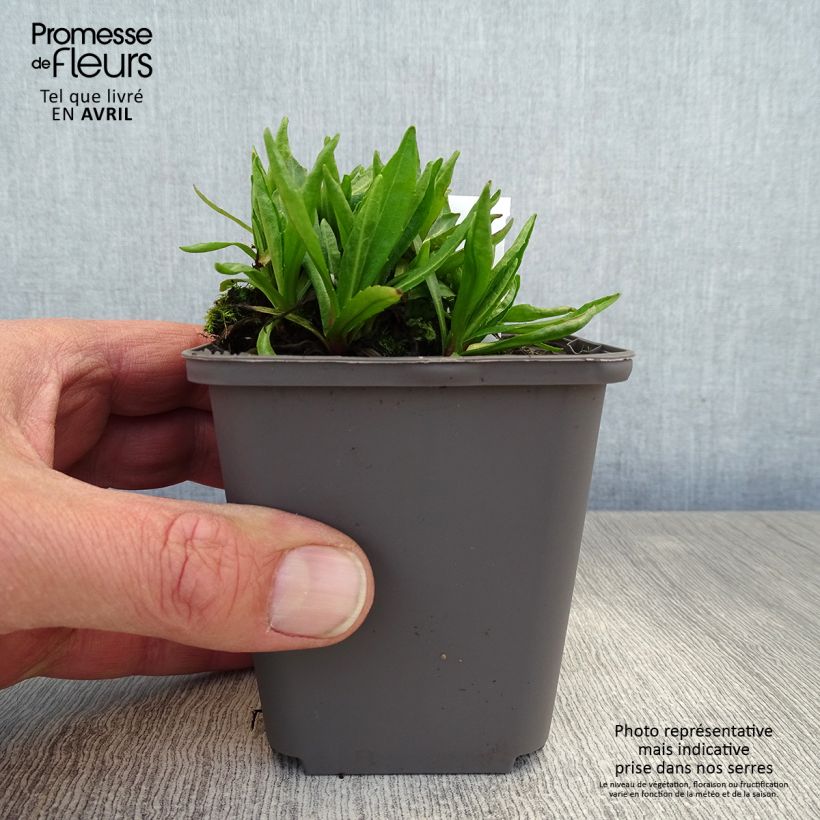 Example of Helenium Red Jewel - Hélénie hybride Godet de 8/9 cm as you get in printemps