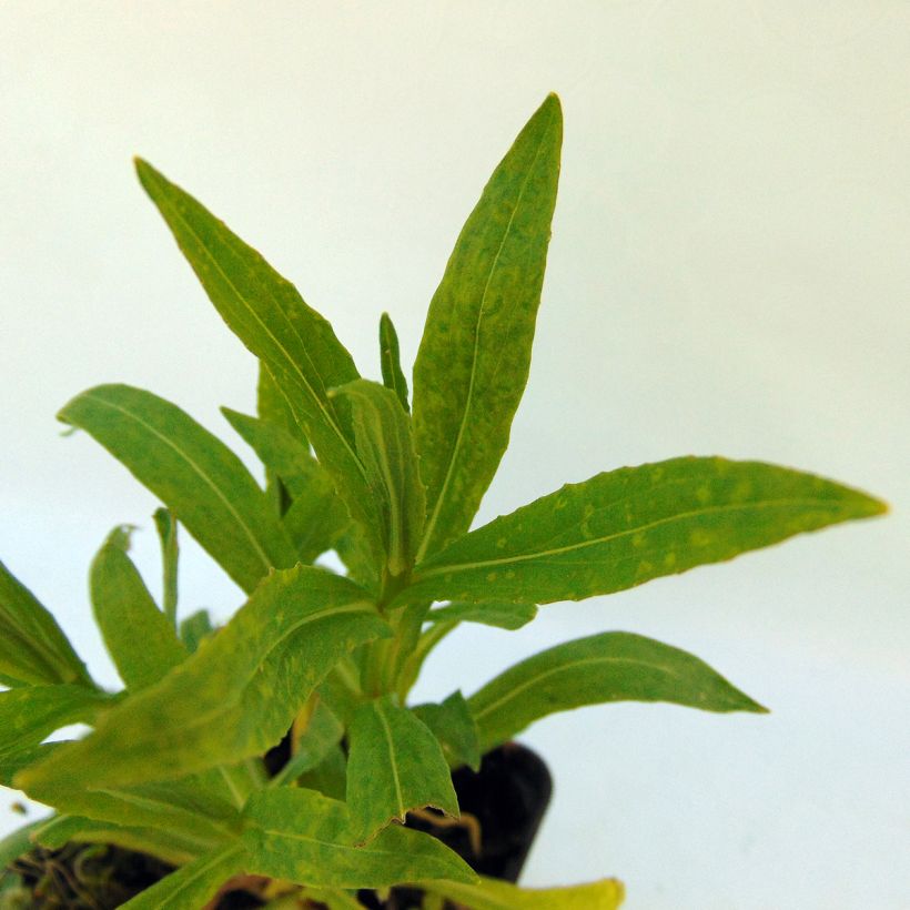 Hélénium Rubinzwerg - Hélénie rouge acajou  (Foliage)