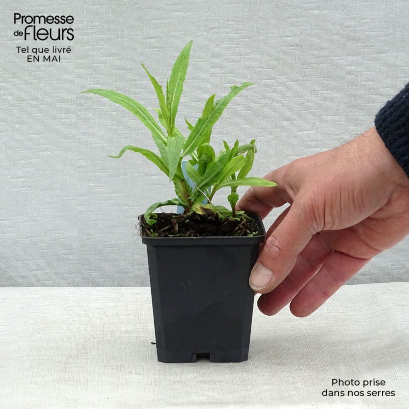 Example of Hélénium Rubinzwerg - Hélénie rouge acajou  Godet de 8/9 cm as you get in printemps