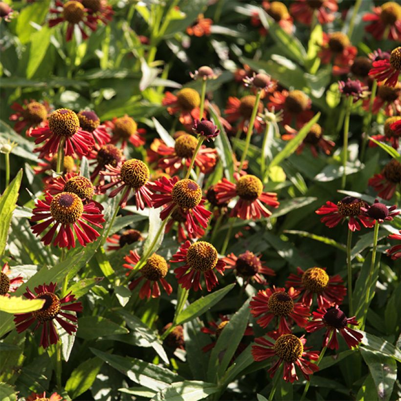 Helenium Ruby Tuesday - Hélénie rouge rubis (Flowering)