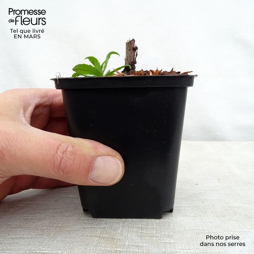 Example of Helenium Ruby Tuesday - Hélénie rouge rubis Godet de 8/9 cm as you get in printemps