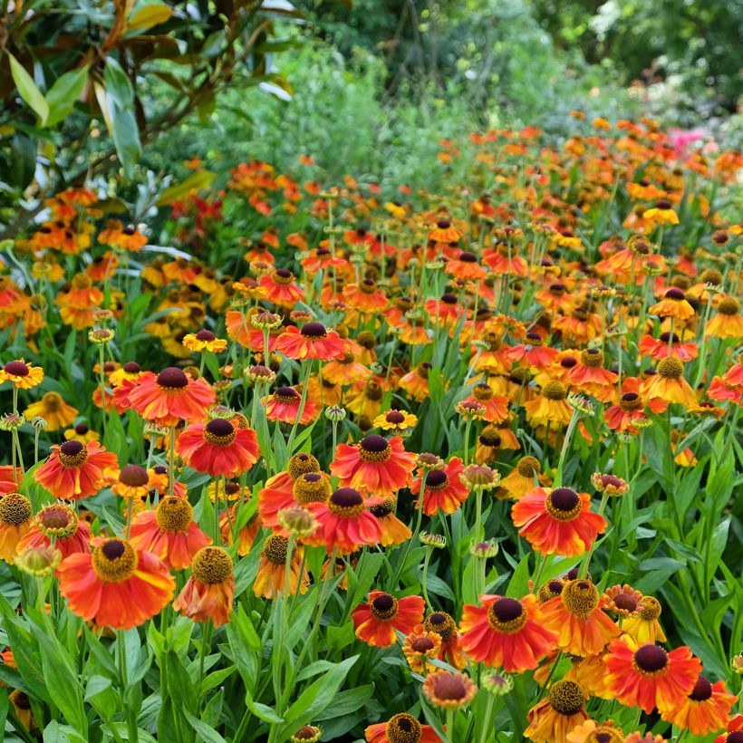 Hélénium Sahin's Early Flowerer - Hélénie multicolore (Plant habit)