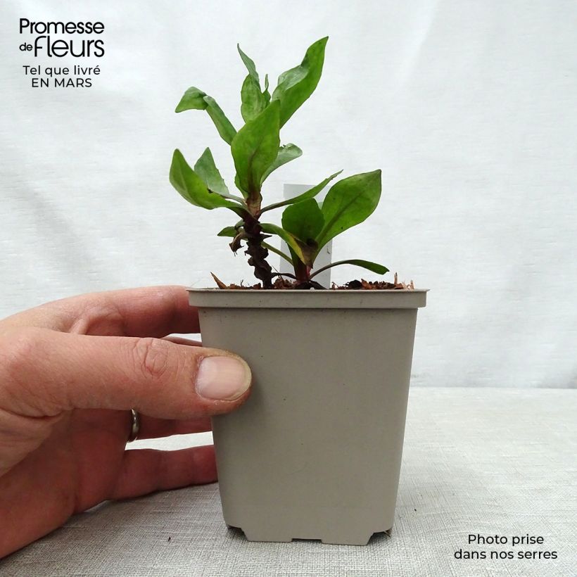 Example of Hélénium Sahin's Early Flowerer - Hélénie multicolore Godet de 8/9 cm as you get in printemps