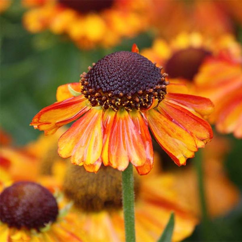 Helenium Short'n 'Sassy - Hélénie jaune orangé. (Flowering)