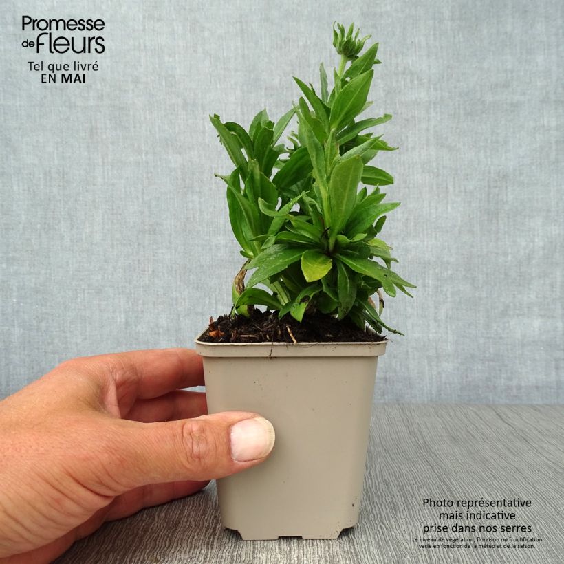 Example of Helenium Short'n 'Sassy - Hélénie jaune orangé. Godet de 8/9 cm as you get in printemps