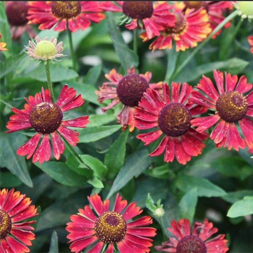 Helenium Siesta - Hélénie d'automne (Flowering)