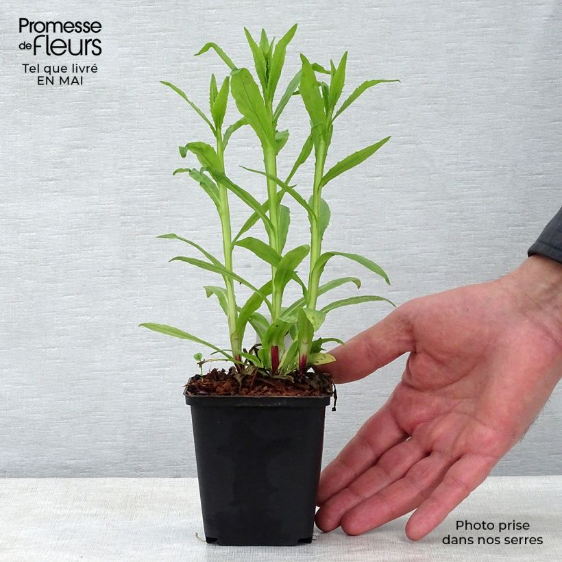 Example of Helenium Siesta - Hélénie d'automne Godet de 8/9 cm as you get in printemps