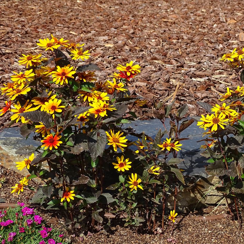 Helenium Strawberry Sundae - Hélénie (Port)