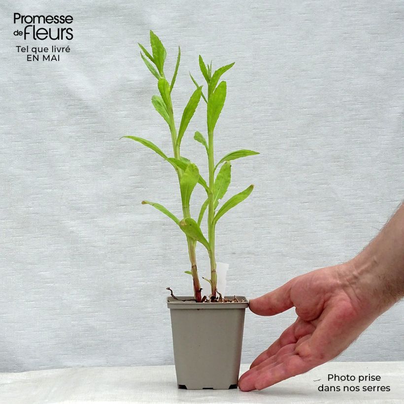 Spécimen de Helenium Tie Dye - Hélénie hybride Godet de 8/9 cm tel que livré au printemps