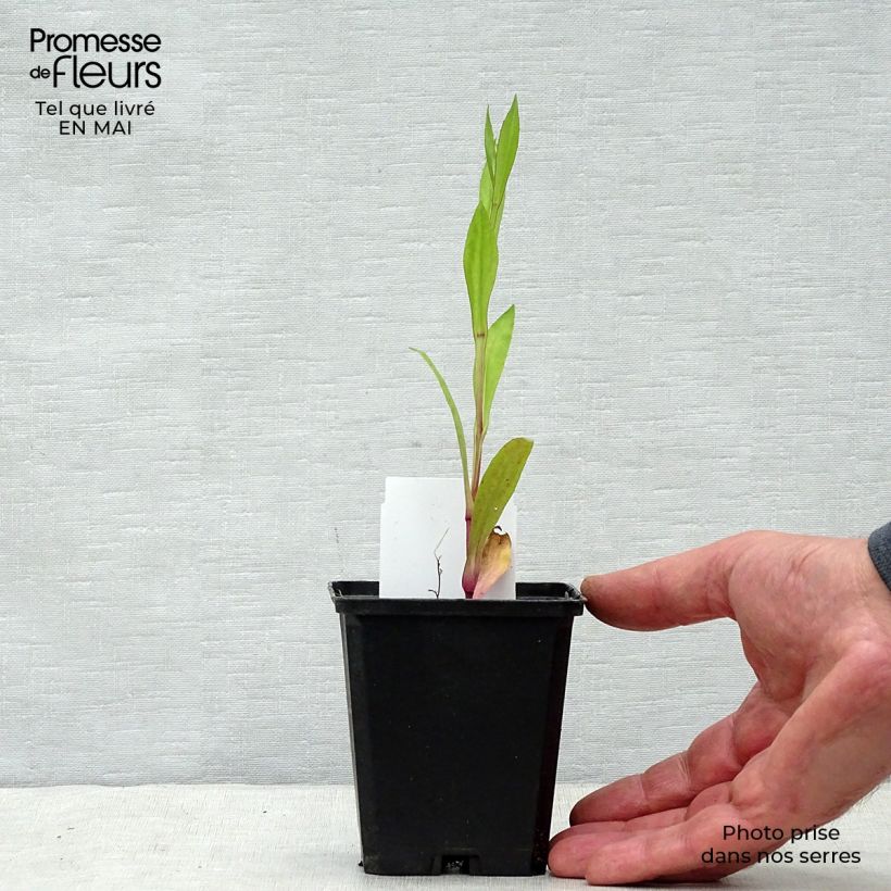 Spécimen de Hélénium Tijuana Brass - Hélénie jaune d'or Godet de 8/9 cm tel que livré au printemps