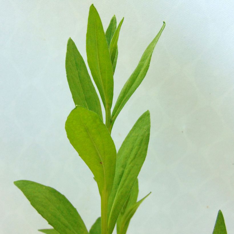 Hélénium Waltraut - Hélénie orange vif (Foliage)