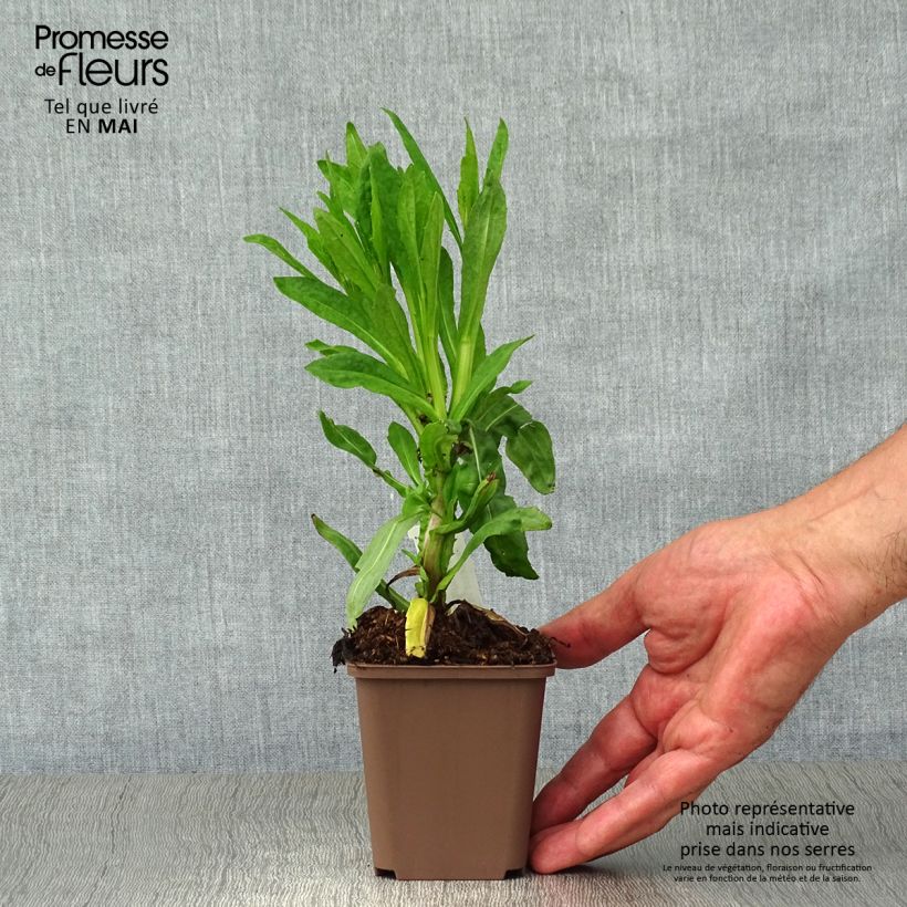 Example of Hélénium Waltraut - Hélénie orange vif Godet de 8/9 cm as you get in printemps