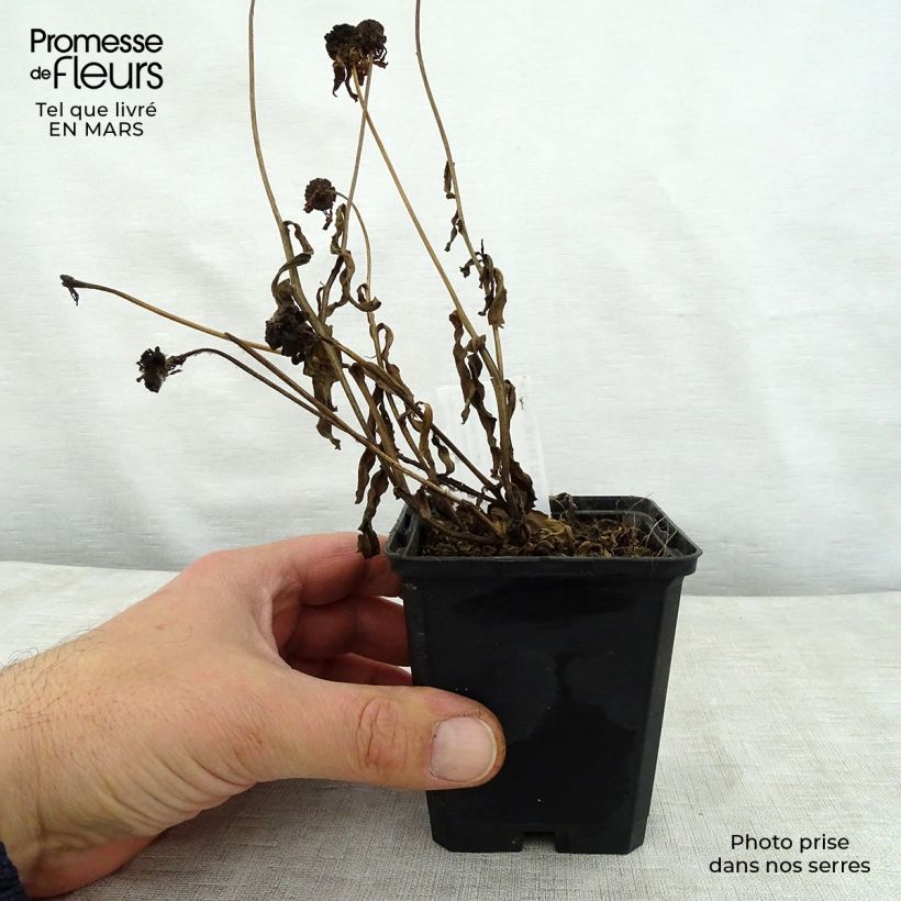 Example of Helenium Windley - Hélénie jaune-orangé. Godet de 8/9 cm as you get in printemps