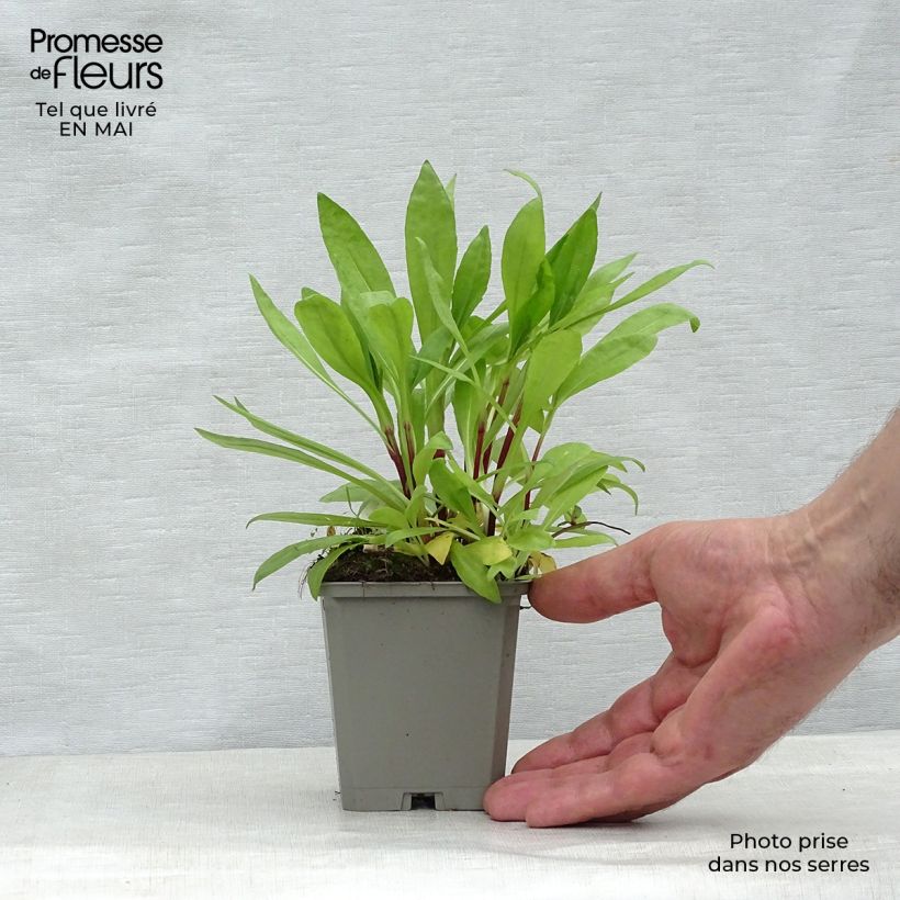 Example of Helenium autumnale Pumilum Magnificum - Hélénie d'automne Godet de 8/9 cm as you get in printemps