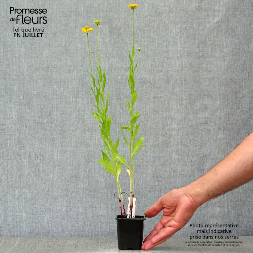 Spécimen de Helenium autumnale Pumilum Magnificum - Hélénie d'automne Godet de 8/9 cm tel que livré en été