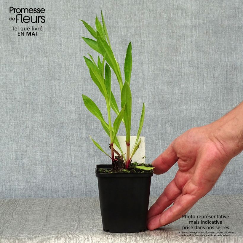 Example of Hélénium hybride Moerheim Beauty, Hélènie Godet de 8/9 cm as you get in printemps