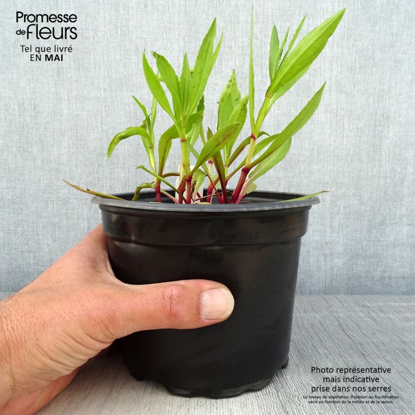 Example of Hélénium hybride Moerheim Beauty, Hélènie Pot de 2L/3L as you get in printemps