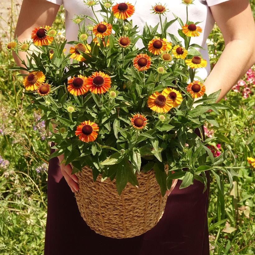 Helenium Short'n 'Sassy - Hélénie jaune orangé. (Port)