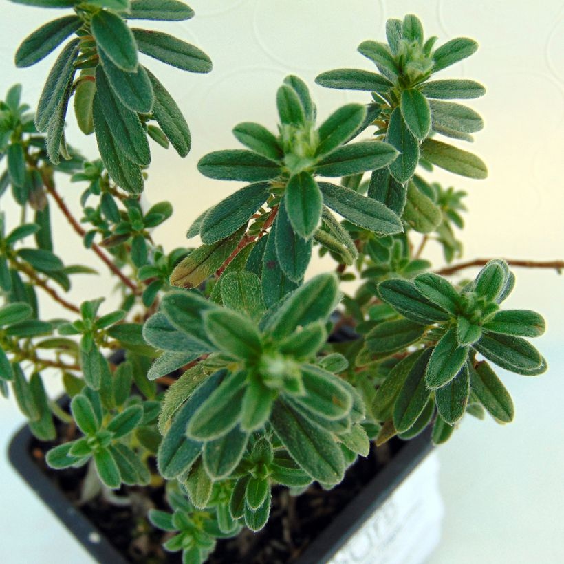 Helianthemum Ben Fhada - Hélianthème jaune vif à cœur orange (Foliage)