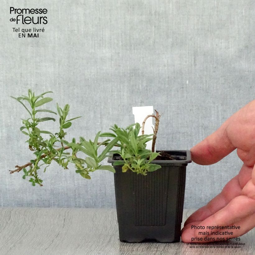 Example of Helianthemum Ben Fhada - Hélianthème jaune vif à cœur orange Godet de 7/8 cm as you get in printemps