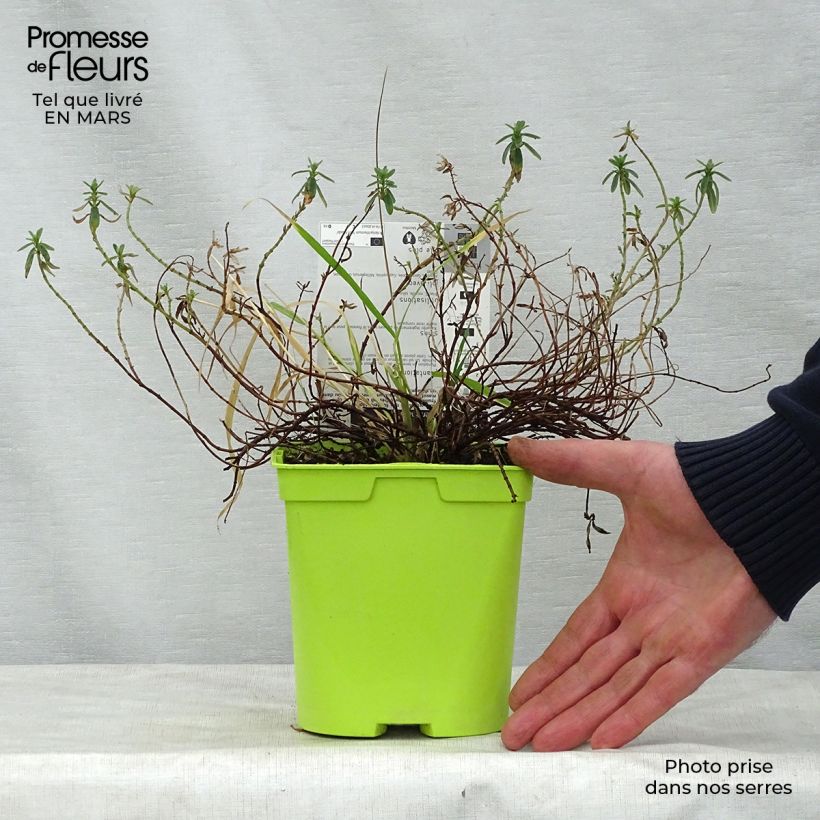 Example of Helianthemum Ben Fhada - Hélianthème jaune vif à cœur orange Pot de 2L/3L as you get in printemps