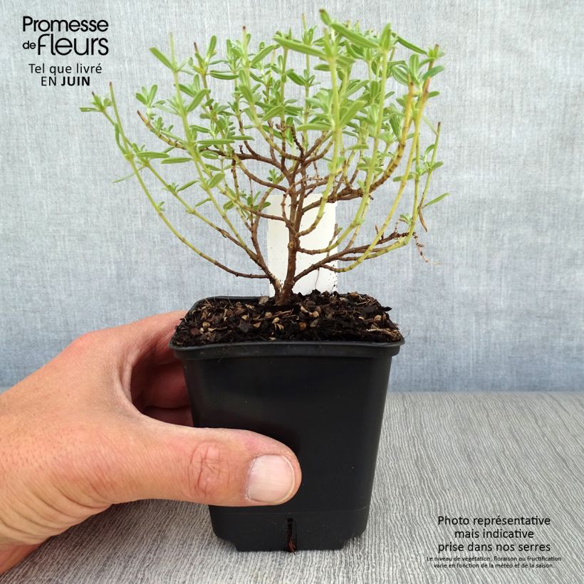 Spécimen de Helianthemum Ben Hope - Hélianthème rose carminé. Godet de 8/9 cm tel que livré en été