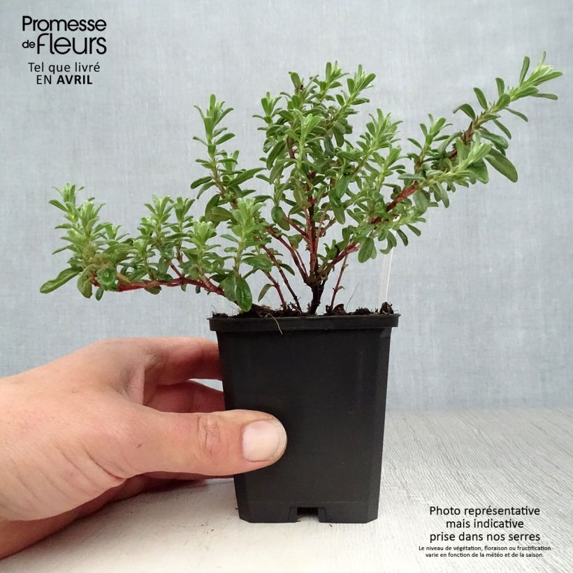 Example of Helianthemum Ben Hope - Hélianthème rose carminé. Godet de 8/9 cm as you get in printemps