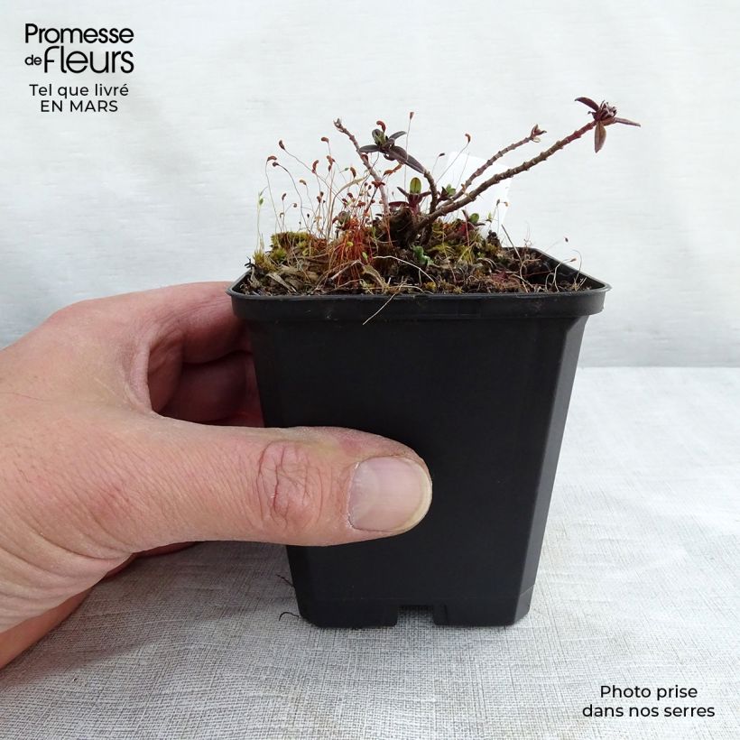 Spécimen de Helianthemum Elfenbeinglanz - Hélianthème jaune et blanc Godet de 8/9 cm tel que livré au printemps