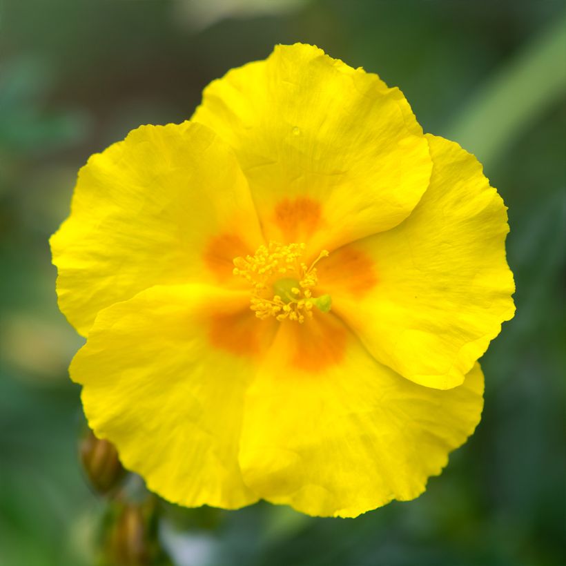 Helianthemum Golden Queen - Hélianthème (Floraison)