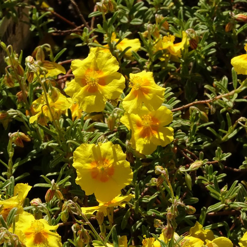 Helianthemum Golden Queen - Hélianthème (Floraison)