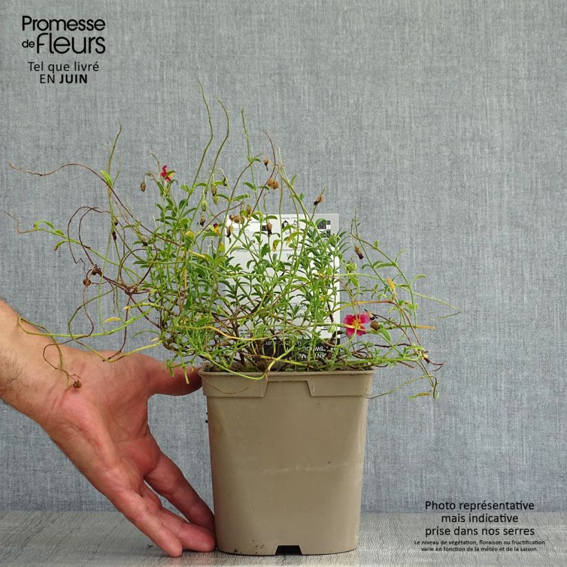 Spécimen de Helianthemum Hartswood Ruby - Hélianthème rouge framboise et rubis Pot de 2L/3L tel que livré en été