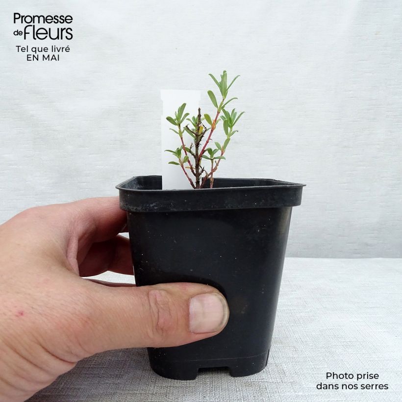 Example of Helianthemum Hartswood Ruby - Hélianthème rouge framboise et rubis Godet de 7/8 cm as you get in printemps