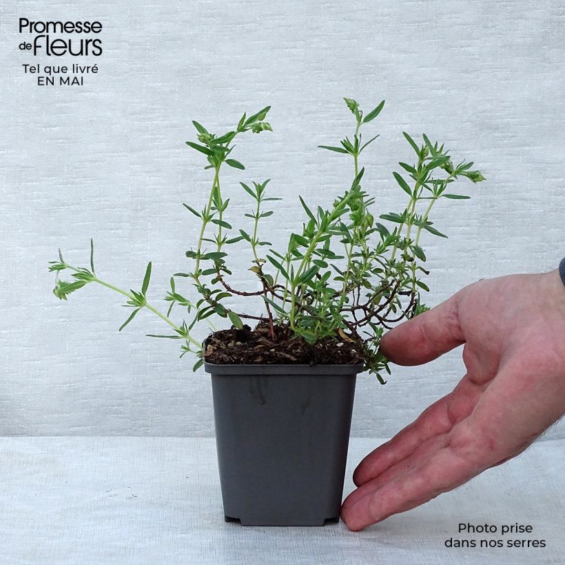 Example of Helianthemum Lawrenson's Pink - Hélianthème rose et jaune Godet de 8/9 cm as you get in printemps