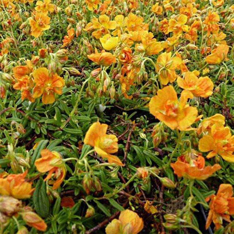 Helianthemum Orange Double - Hélianthème  (Flowering)