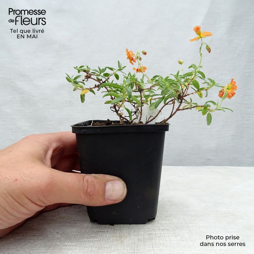 Example of Helianthemum Orange Double - Hélianthème  Godet de 8/9 cm as you get in printemps