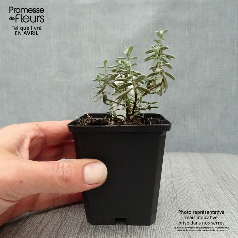 Example of Helianthemum Rhodanthe Carneum - Hélianthème rose pastel. Godet de 8/9 cm as you get in printemps